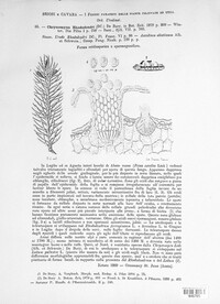 Chrysomyxa rhododendri image